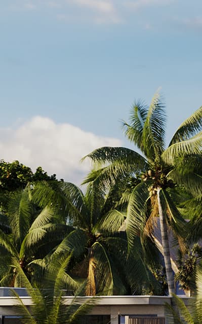 palms