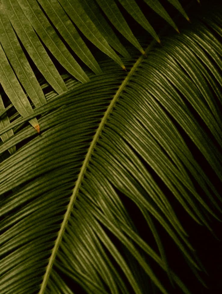 palms